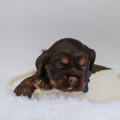 Barry - Available 10/29