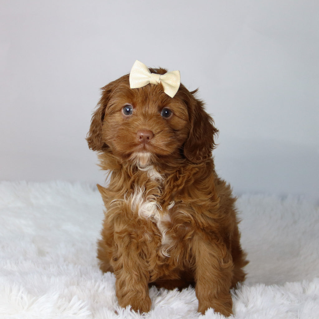 Hannah - Available 11/12