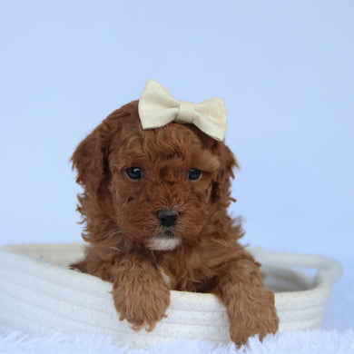 Ally - Available 10/15