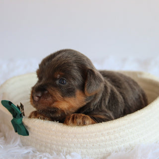 Clayton - Available 8/20
