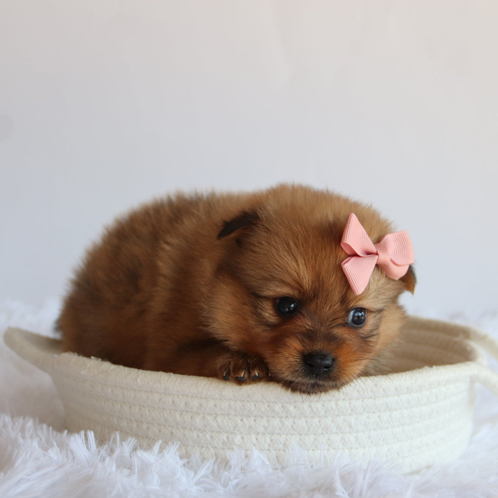 Matilda - Available now