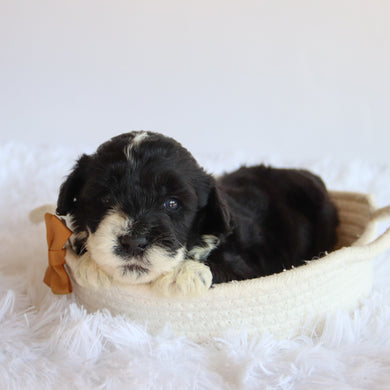 Weston - Available 8/20