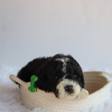 Vance - Available 8/20