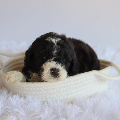 Vance - Available 8/20