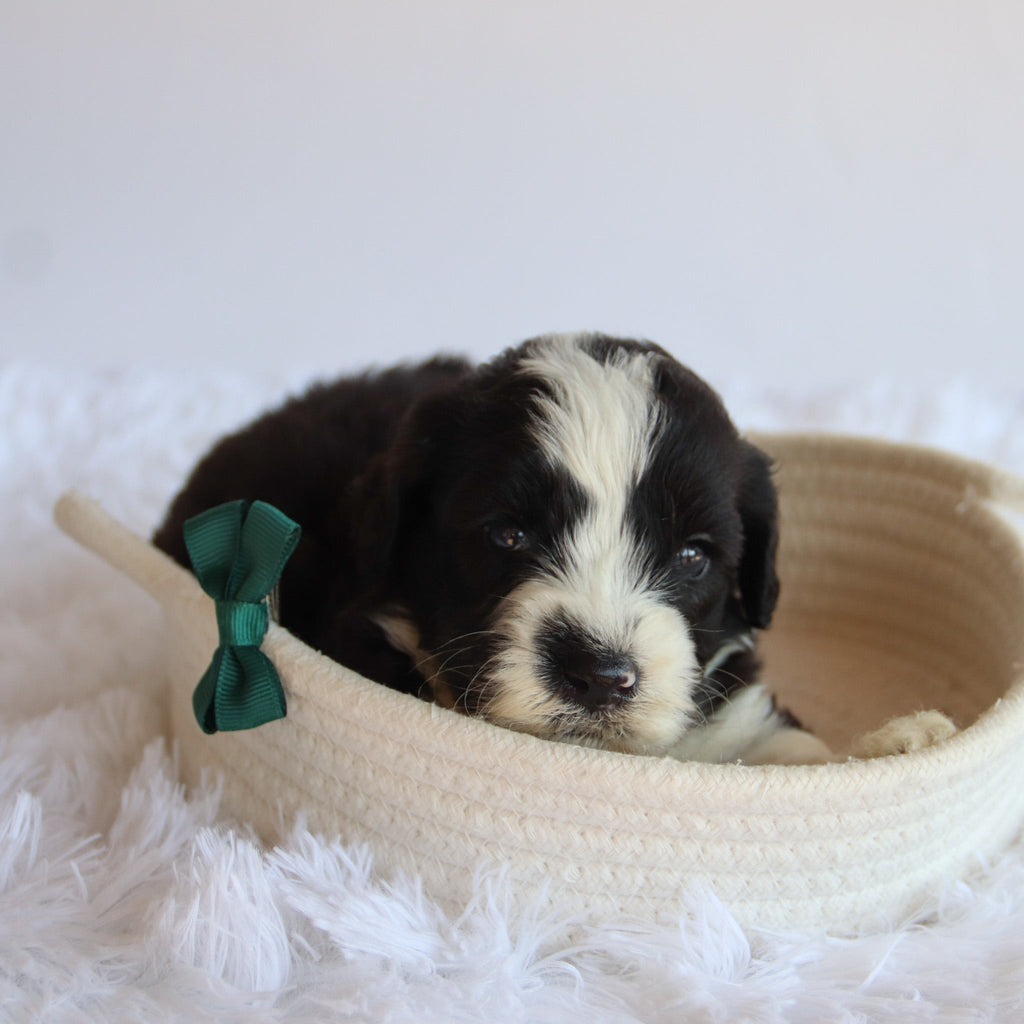 Jude - Available 8/20