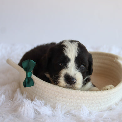 Jude - Available 8/20