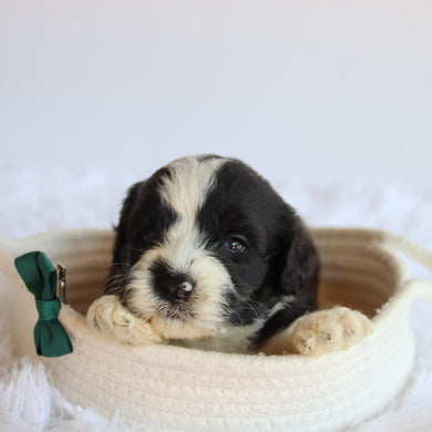 Jude - Available 8/20