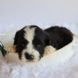 Jude - Available 8/20