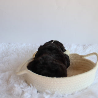 Jude - Available 8/20