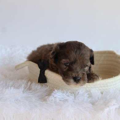 Davis - Available 8/20