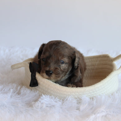 Davis - Available 8/20