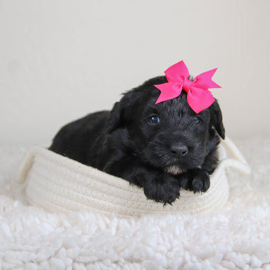 Kiara - Available 6/4
