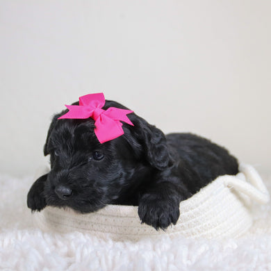 Kiara - Available 6/4