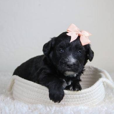 Junie - Available 6/4