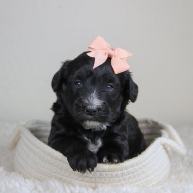 Junie - Available 6/4