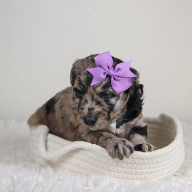 Jules - Available 6/4