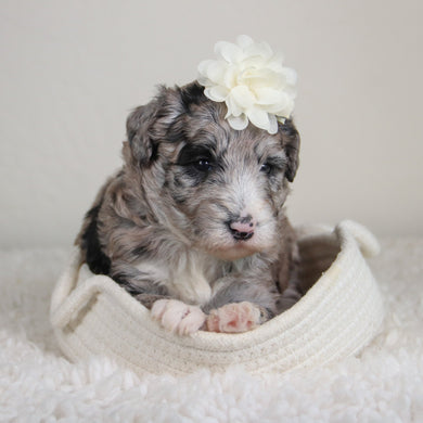Hattie - Available 6/4