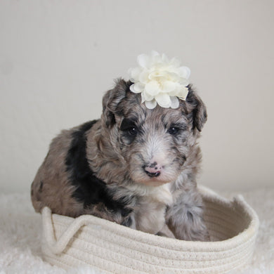 Hattie - Available 6/4