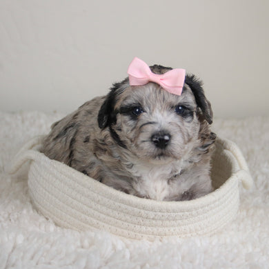 Dahlia - Available 6/4