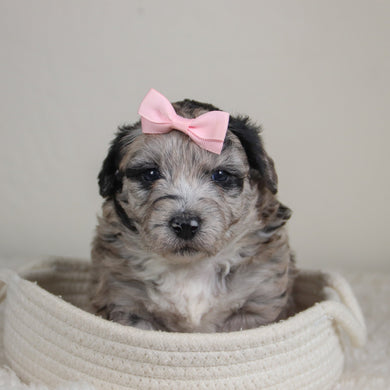 Dahlia - Available 6/4
