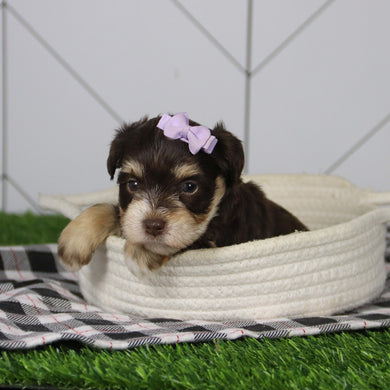 Mistletoe - Available 12/31