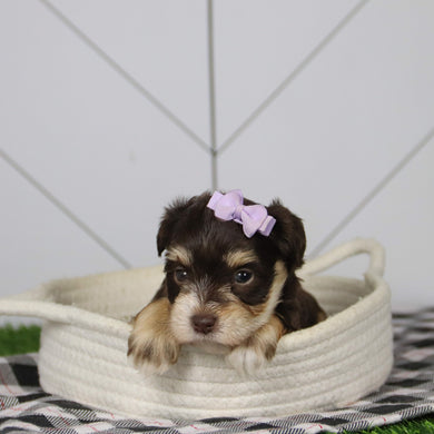 Mistletoe - Available 12/31