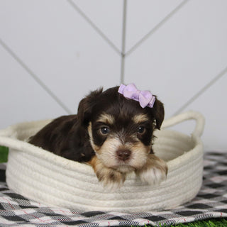 Mistletoe - Available 12/31