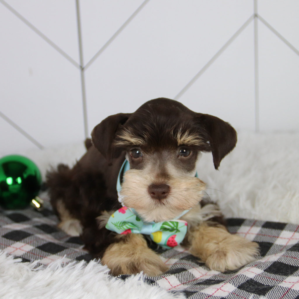 Mistletoe - Available 12/31