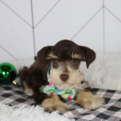 Mistletoe - Available 12/31