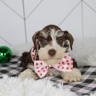 Jingle - Available 12/31