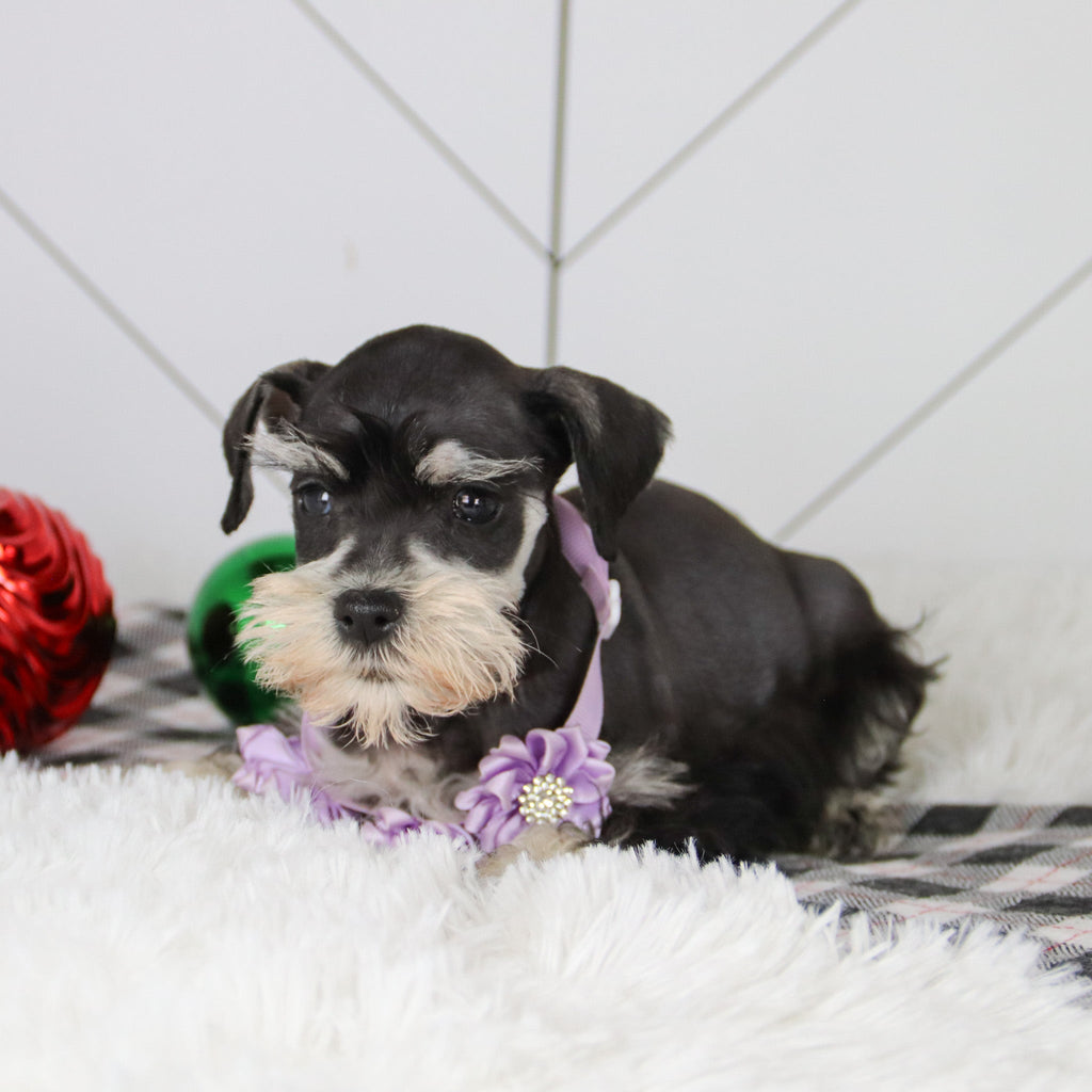 Jessica - Available 12/31