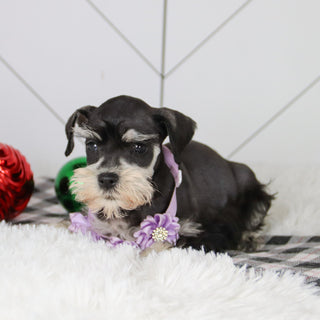 Jessica - Available 12/31