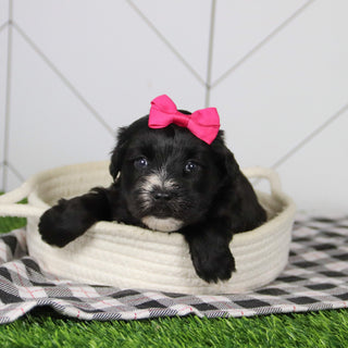 Snowflake - Available 12/31