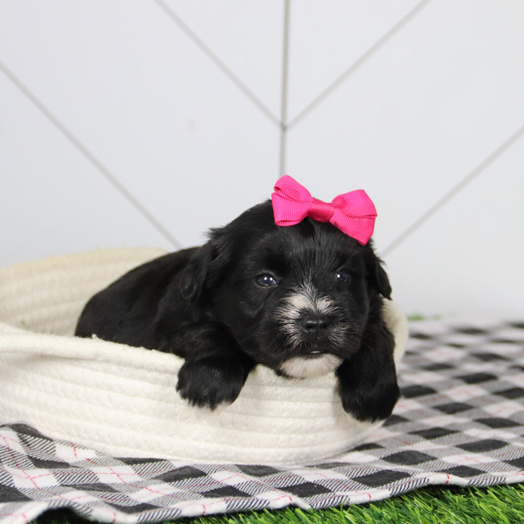 Snowflake - Available 12/31