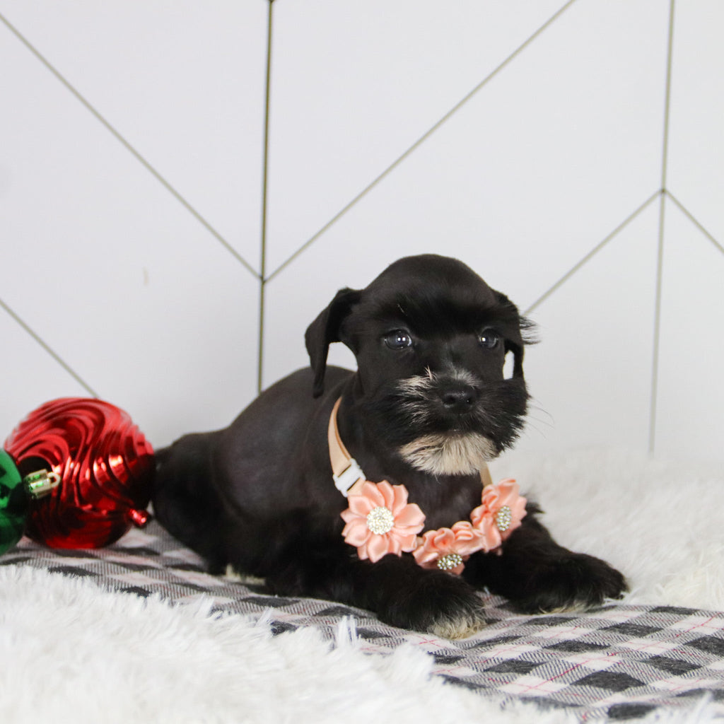 Snowflake - Available 12/31