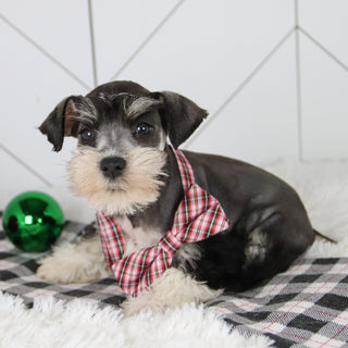 Santa - Available 12/31