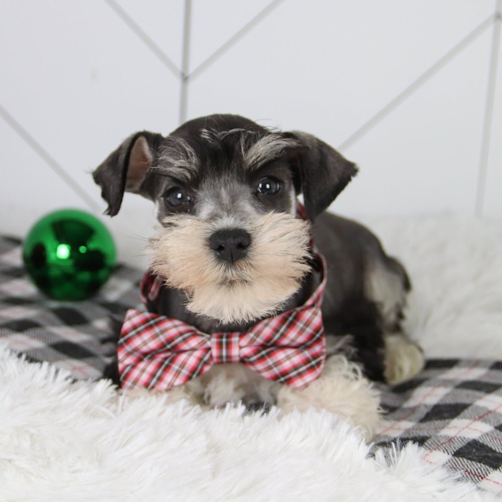 Santa - Available 12/31