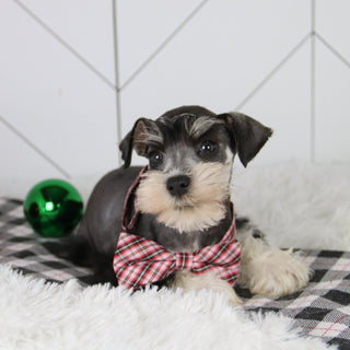 Santa - Available 12/31