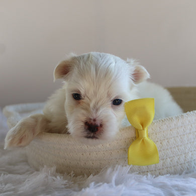 Manny - Available 9/17