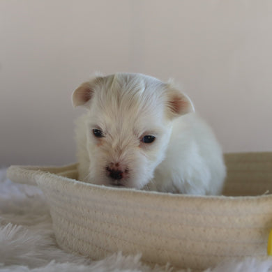 Manny - Available 9/17