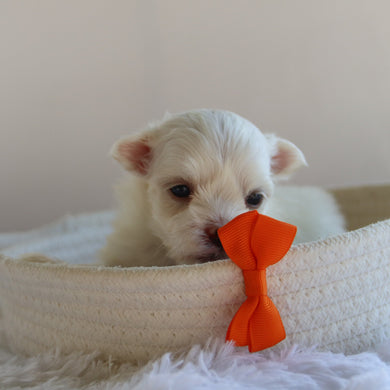 Harlie - Available 9/17
