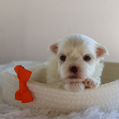 Harlie - Available 9/17