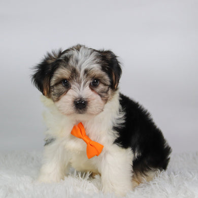Albert - Available 9/17
