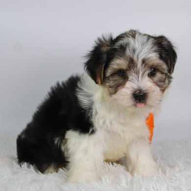 Albert - Available 9/17