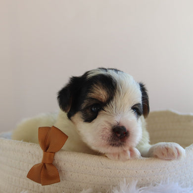 Ronald - Available 9/17