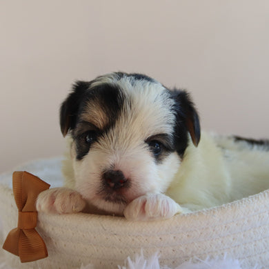 Ronald - Available 9/17