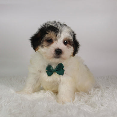 Ronald - Available 9/17