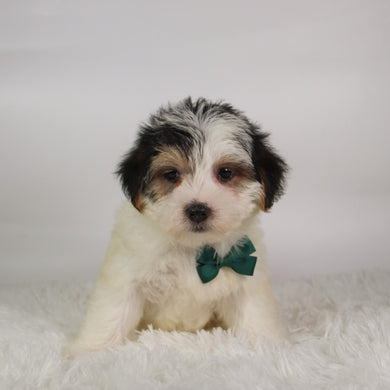 Ronald - Available 9/17
