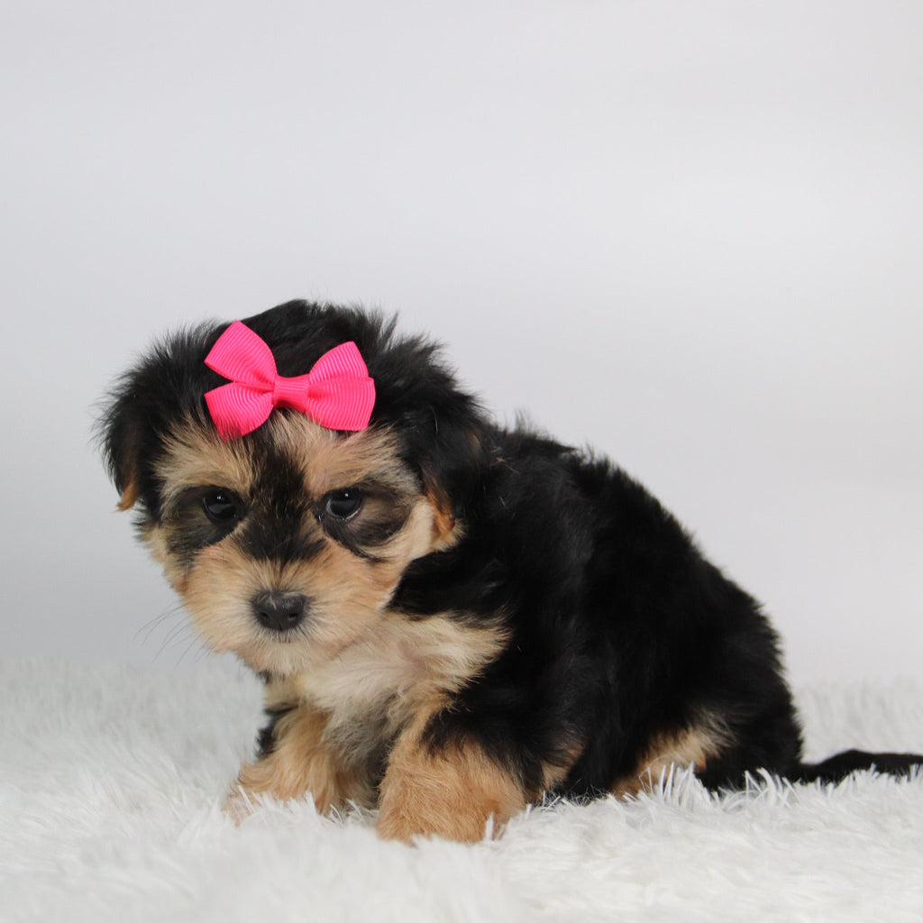 Edina - Available 9/24