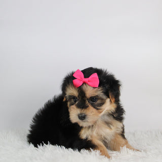Edina - Available 9/24